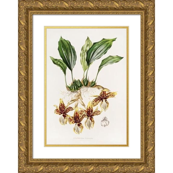 James Bateman 11x14 Gold Ornate Wood Frame and Double Matted Museum Art Print Titled - Stanhopea Tigrina (1837-1843)
