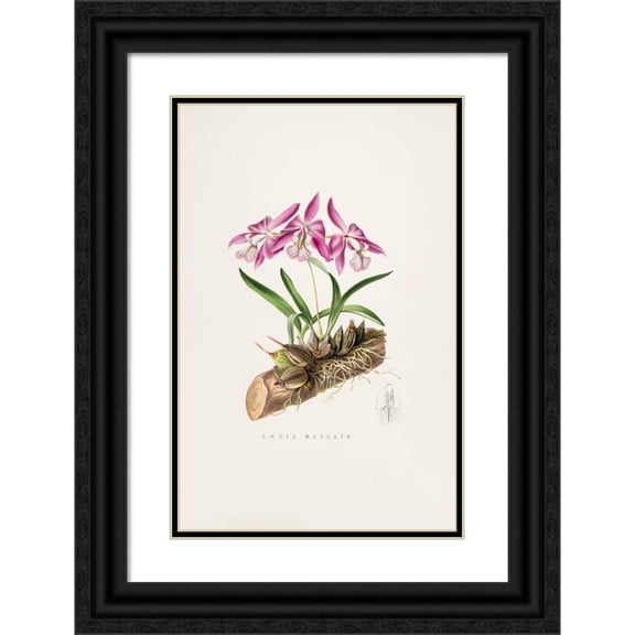 James Bateman 17x24 Black Ornate Framed Double Matted Museum Art Print Titled: Laelia Majalis (1837-1843)