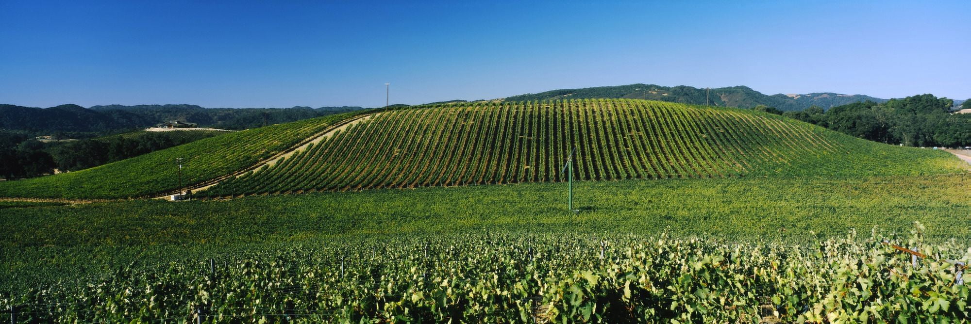 James Berry-Saxum Vineyards at Paso Robles Wine Country California USA Canvas Art - Panoramic Images (27 x 9)