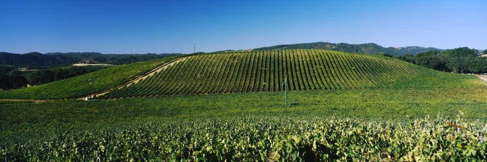 James Berry-Saxum Vineyards at Paso Robles Wine Country California USA Canvas Art - Panoramic Images (36 x 12)