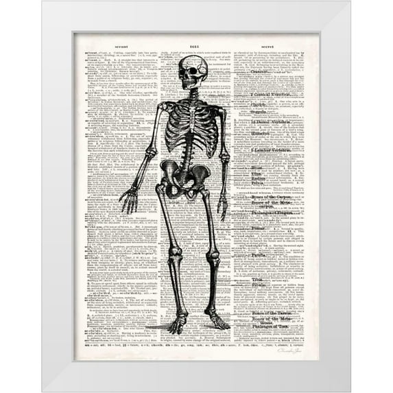 James, Christopher 19x24 White Modern Wood Framed Museum Art Print Titled - Vintage Anatomy Skeleton