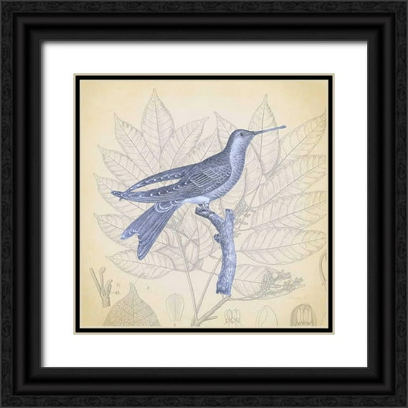 James, Christopher 20x20 Black Ornate Wood Framed with Double Matting Museum Art Print Titled - Hummingbird Study 1