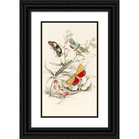 James Duncan 10x14 Black Ornate Wood Framed Double Matted Museum Art Print Titled: Deiopeia Bella, Cydosia Nobilitella, Chloridea Rhexiae (1833)