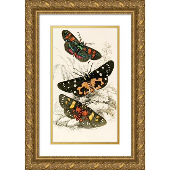 James Duncan 10x14 Gold Ornate Wood Frame and Double Matted Museum Art Print Titled - Agarista Picta, Eusemia Lectrix, Eusemia Maculatrix (1833)