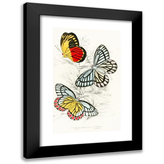 James Duncan 11x14 Black Modern Framed Museum Art Print Titled - Pieris Epicharis, Pieris Philyra (1858)