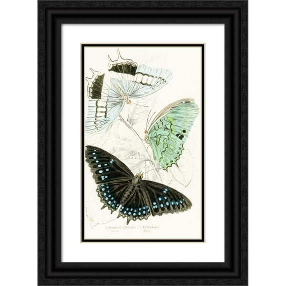 James Duncan 11x14 Black Ornate Wood Framed Double Matted Museum Art Print Titled: Nymphalis Ethiocles, Nymphalis Tiridates (1858)