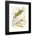 thumbnail image 1 of James Duncan 16x24 Black Modern Framed Museum Art Print Titled - Caterpillar of Saturnia Cynthia, Saturn Mylitta (1833), 1 of 5
