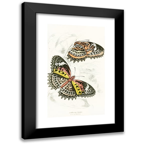 James Duncan 16x24 Black Modern Framed Museum Art Print Titled - Cethosia Cyane (1858)