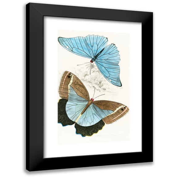 James Duncan 16x24 Black Modern Framed Museum Art Print Titled - Morpho Adonis, Pavonia Teucer (1858)