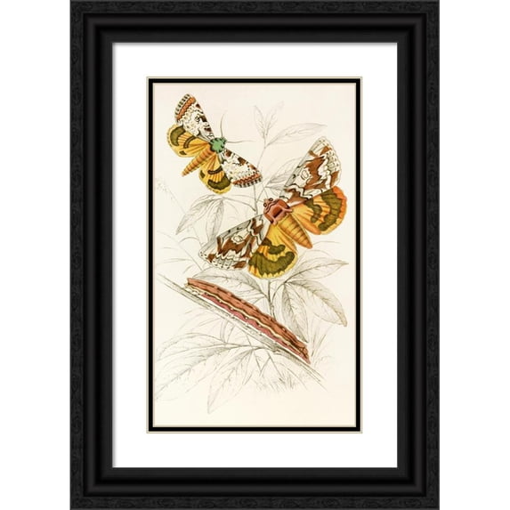 James Duncan 16x24 Black Ornate Framed Double Matted Museum Art Print Titled: Catochala Neogama, Catochala Amesia (1833)