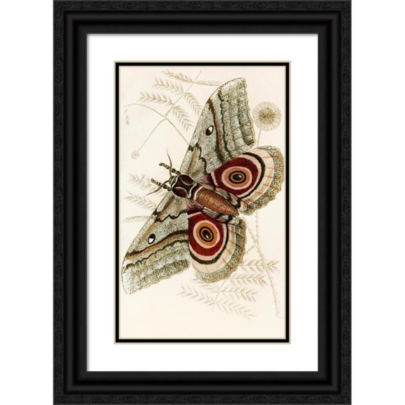 James Duncan 16x24 Black Ornate Framed Double Matted Museum Art Print Titled: Saturnis Isis (1833)