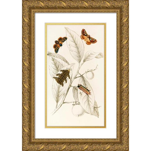 James Duncan 16x24 Gold Ornate Framed and Double Matted Museum Art Print Titled - Limacodes Cippus, Ecnomidea Pithecium (1833)