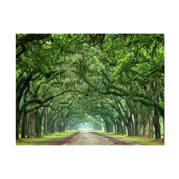 James McLoughlin 'Canopy Road VI' Canvas Art