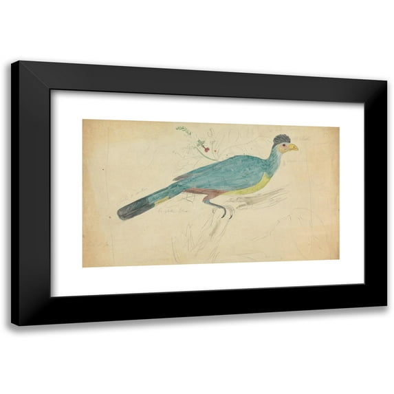 James Sowerby 14x10 Black Modern Framed Museum Art Print Titled - Great Blue Turaco