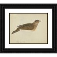 thumbnail image 1 of James Sowerby 14x12 Black Ornate Wood Framed Double Matted Museum Art Print Titled: Eurasian Skylark, 1 of 5