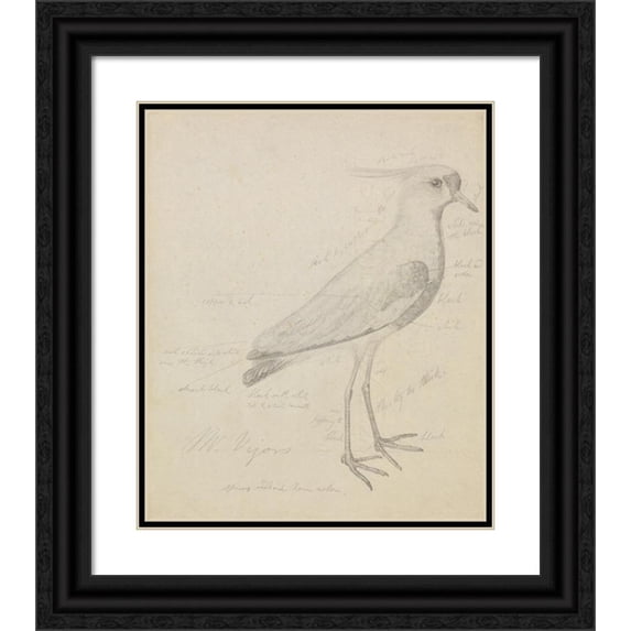 James Sowerby 15x17 Black Ornate Wood Framed Double Matted Museum Art Print Titled - A Lapwing