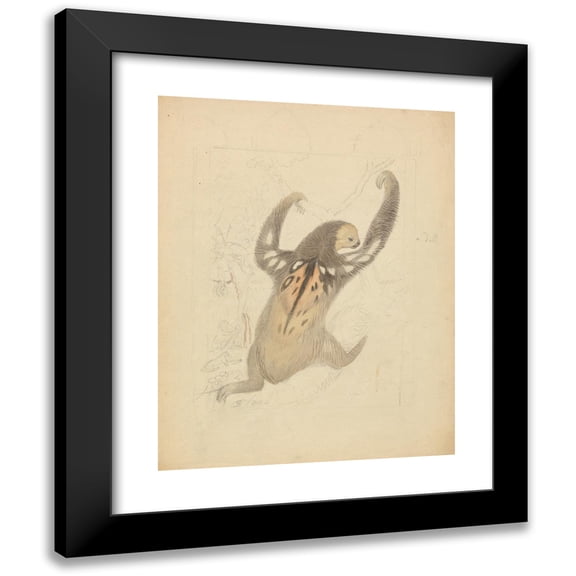 James Sowerby 20x24 Black Modern Framed Museum Art Print Titled - A Three-Fingered Sloth