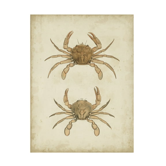 James Sowerby 'Crustaceans VI' Canvas Art