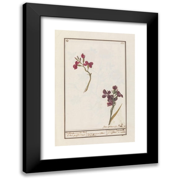 Jan Anton Garemyn 11x14 Black Modern Framed Museum Art Print Titled - Muurbloem (Erysimum Cheiri) (1790 - 1799)