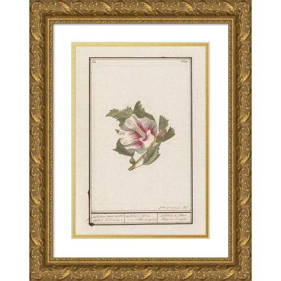Jan Anton Garemyn 11x14 Gold Ornate Wood Frame and Double Matted Museum Art Print Titled - Hibiscus (Hibiscus Syriacus) (1790 - 1799)