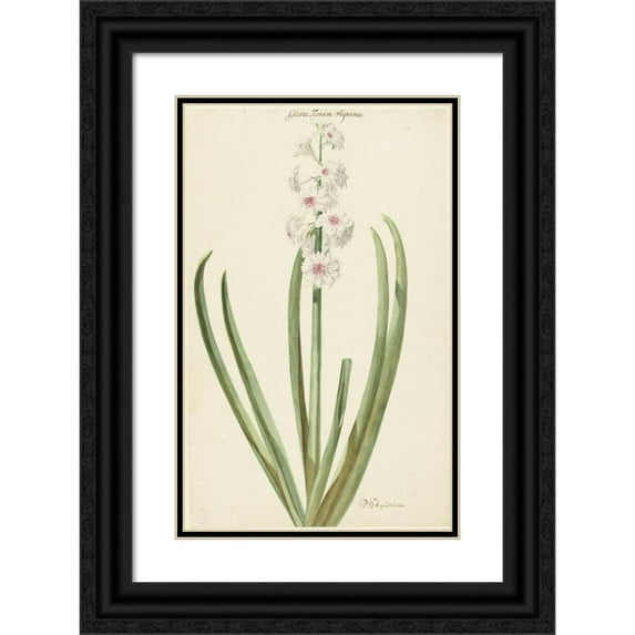 Jan Augustini 11x14 Black Ornate Wood Framed Double Matted Museum Art Print Titled: The Rozewitte Hyaclight Flowers (1735 - 1773)