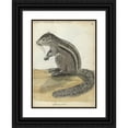 thumbnail image 1 of Jan Brandes 11x14 Black Ornate Wood Framed Double Matted Museum Art Print Titled: Ceylons Squirrel (1785), 1 of 5