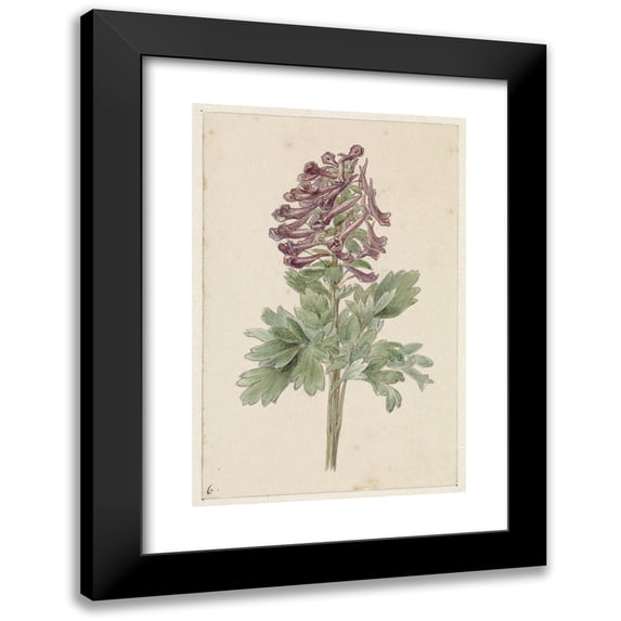 Jan Jacob Goteling Vinnis 13x18 Black Modern Framed Museum Art Print Titled - Bloenda Corydalis Bulbosa (1831 - 1900)