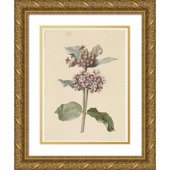 Jan Jacob Goteling Vinnis 15x18 Gold Ornate Wood Frame and Double Matted Museum Art Print Titled - Flowering Asclepias Species (1831 - 1900)