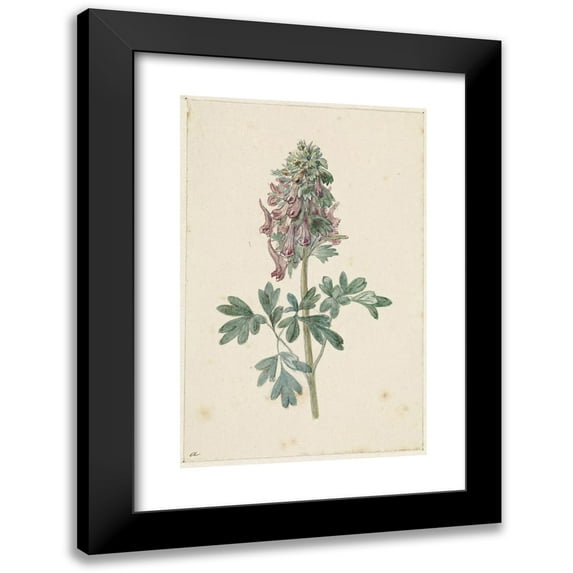 Jan Jacob Goteling Vinnis 17x24 Black Modern Framed Museum Art Print Titled - Bloenda Corydalis Bulbosa (1831 - 1900)