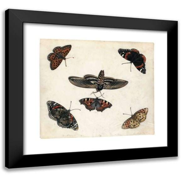 Jan Van Kessel The Elder 16x15 Black Modern Framed Museum Art Print Titled - Studies of Five Butterflies and a Hawk Moth