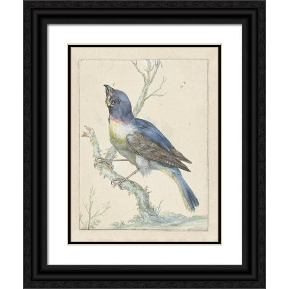 Jan Weenix 15x18 Black Ornate Wood Framed Double Matted Museum Art Print Titled - Lazuli Bunting (C. 1670 - C. 1719)