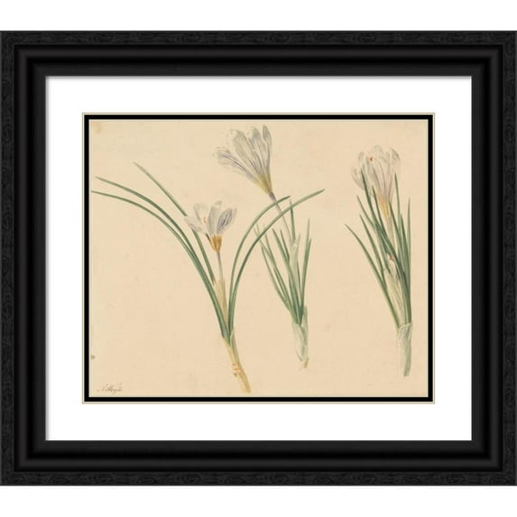 Jan Weissenbruch 17x15 Black Ornate Wood Framed Double Matted Museum Art Print Titled - Three Studies of Crocuses (1811 - 1851)