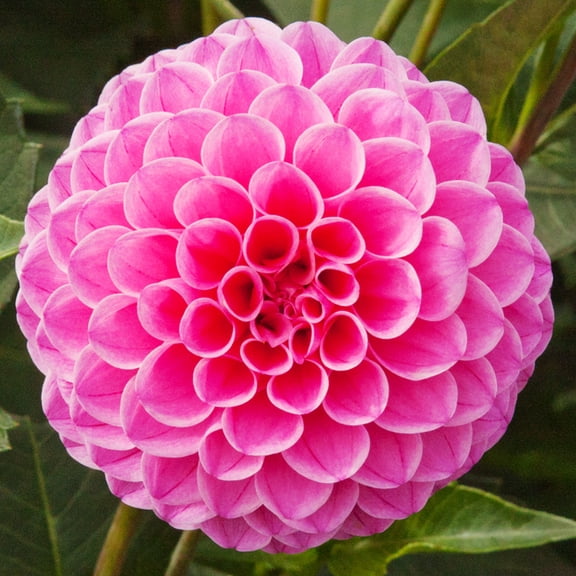 Jan van Schaffelaar Pompon Dahlia Flower Bulbs - 3 Tubers per Pack - Deer Resistant - Good as Cut Flowers - Good For Indoor Forcing - Grows Well In Containers - Live Plant Outdoor Garden