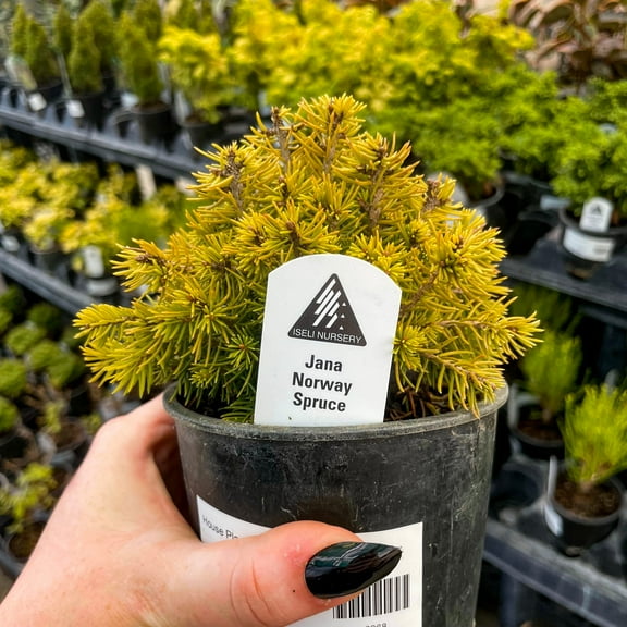 Jana Miniature Norway Spruce - Live Bonsai Starter Plant - 4" Growers Pot
