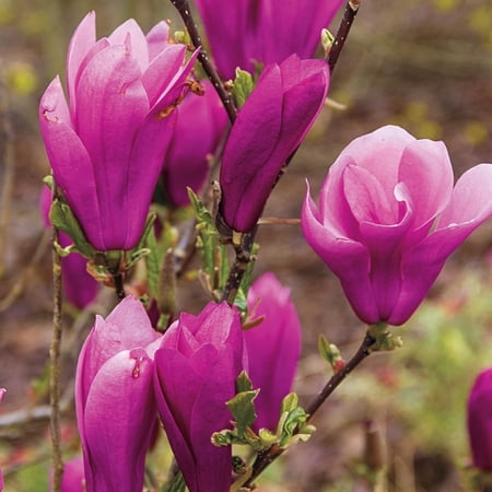 Direct Gardening - Jane Magnolia Pink FloweringDormant Bare Root Ornamental Starter Tree, One Tree Per Offer