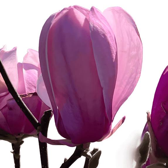 Jane Magnolia Live Shrubs, Beautiful Spring Flowering
