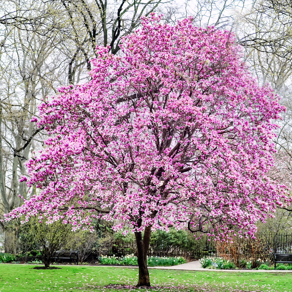 Jane Magnolia Tree Live Plant, Dormant Tree, Pink Magnolia Plant