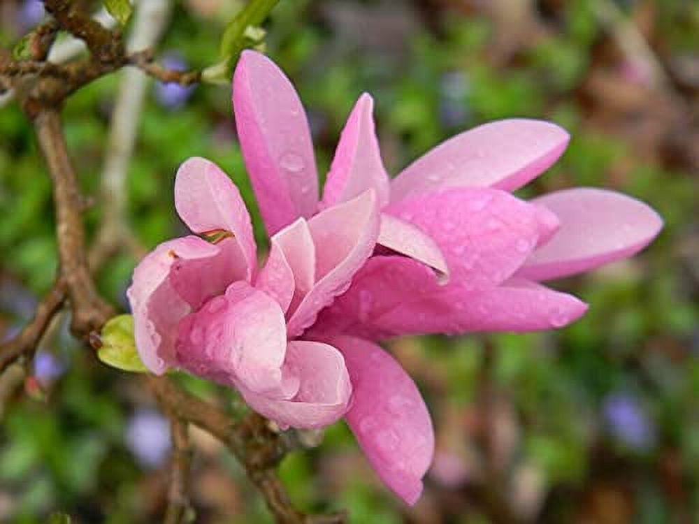 Jane Magnolia Tree Live Plant Shrub Bush 6 12 Tall Seedling 2 5 jane-magnolia-tree-live-plant-shrub-bush-6-12-tall-seedling-2-5