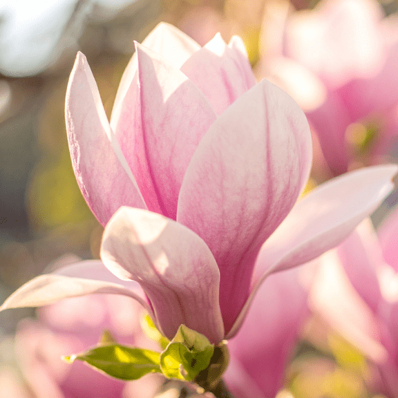 Jane Magnolia Trees Live Plant, Magnolia Plant Live in 2.5 Inches Pot, Pink Magnolia Flowers for Outdoor Planting, Landscaping, Dormant