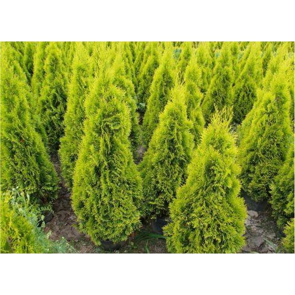 Janed Gold American ArborvitaeCompact EvergreenVibrant GoldenYellow Foliage 1 Gallon