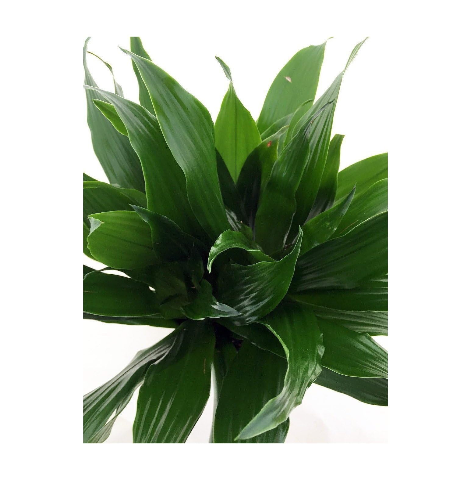 Craig Dragon Tree Dracaena fragrans 4" Pot