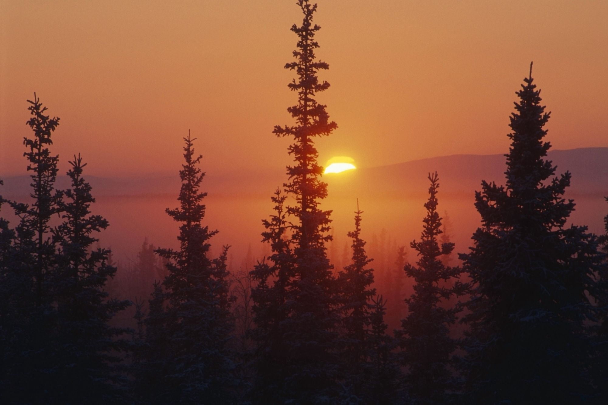 January Sun Across Foggy Forest In Kobuk Valley National Park -40 Degrees Arctic Alaska Winter Canvas Art - Nick Jans Design Pics (17 x 11)