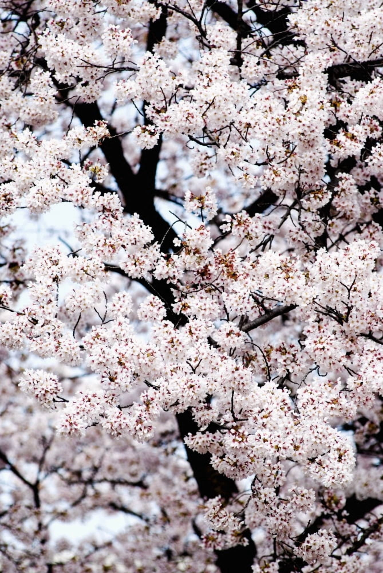 Japan Cherry Blossom Season Tokyo Shinjuku Gyoen Park Canvas Art - Bill Brennan Design Pics (11 x 17)