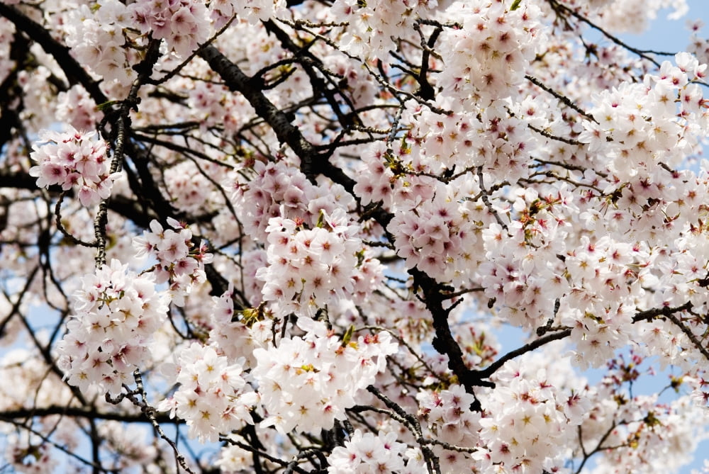 Japan Cherry Blossom Season Tokyo Shinjuku Gyoen Park Canvas Art - Bill Brennan Design Pics (17 x 11)