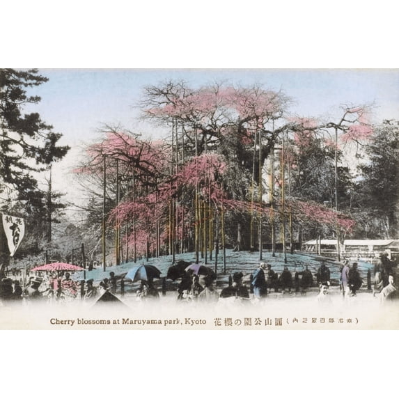Japan - Cherry Blossoms In Maruyama Park, Kyoto Print By Mary Evans Grenville Collins Postcard Collection