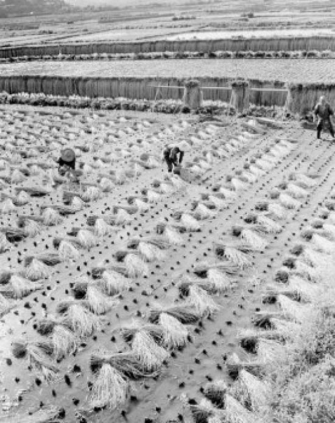 Japan Chiba Prefecture Tateyama Agricultural workers in field Canvas Art - (24 x 36)