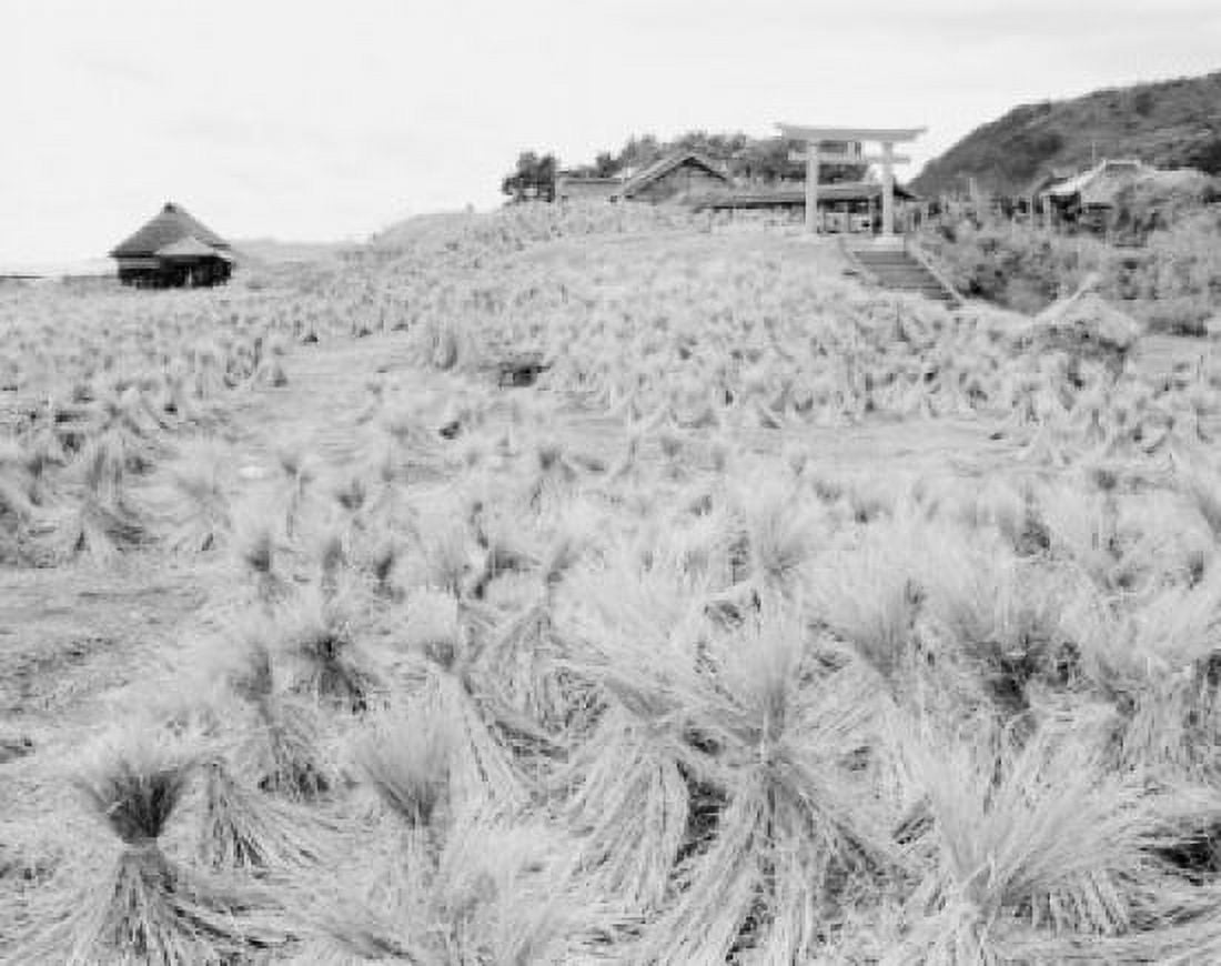 Japan Chiba Prefecture Tateyama Crops on field Canvas Art - (24 x 36)