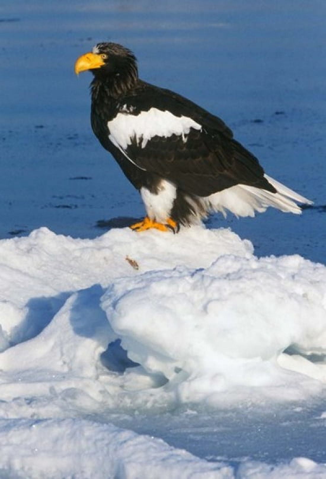 Japan Hokkaido Raus Stellers Sea Eagle Canvas Art - Rob Tilley DanitaDelimont (15 x 22)