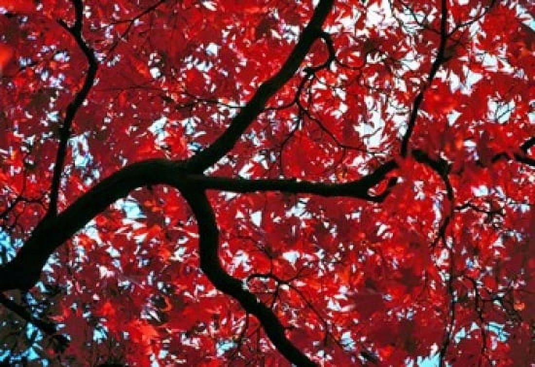 Japan Honshu Tochigi Nikko Scarlet maple tree Canvas Art - Ric Ergenbright DanitaDelimont (36 x 24)