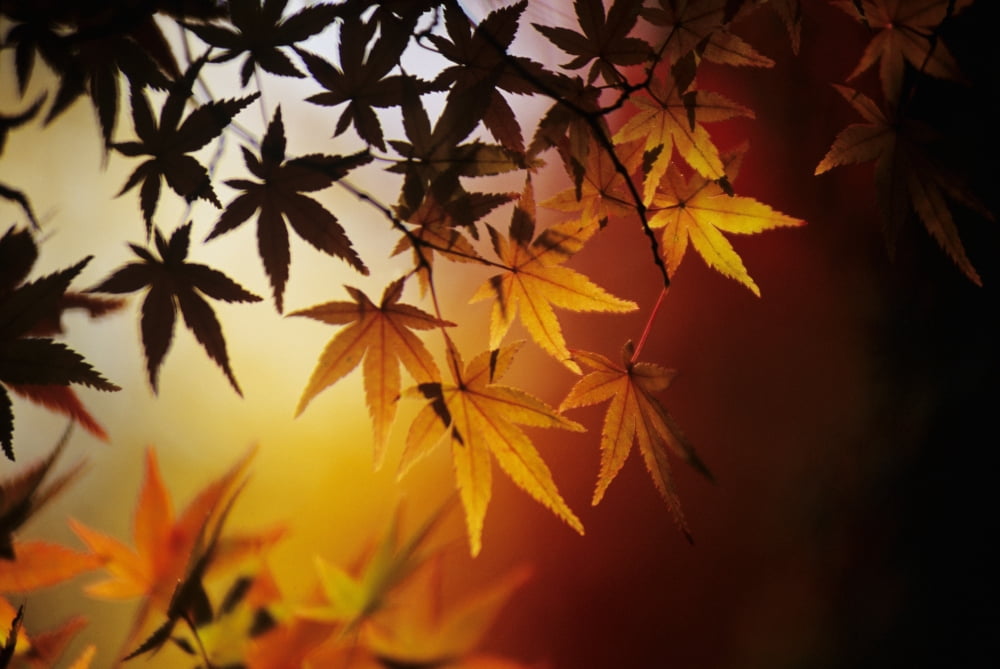 Japan Kyoto Colorful Japanese Maple Leaves In Autumn Canvas Art - Allan Seiden Design Pics (34 x 22)